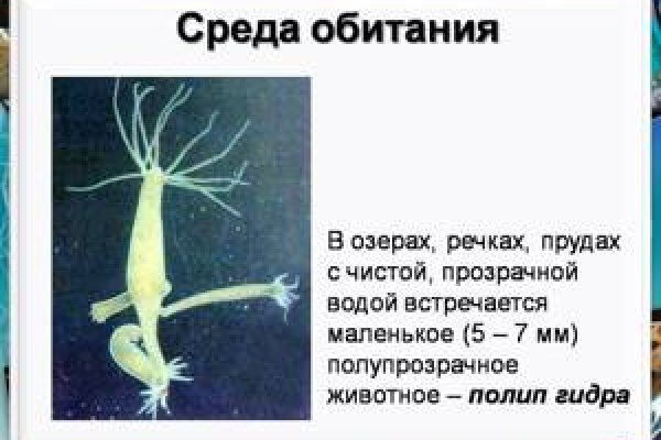 Зайти на кракен тор